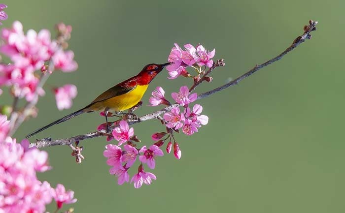 Dòng zoom tele của Nikon Zf được thiết kế cho chụp thể thao, chim muông hoặc chủ thể ở xa