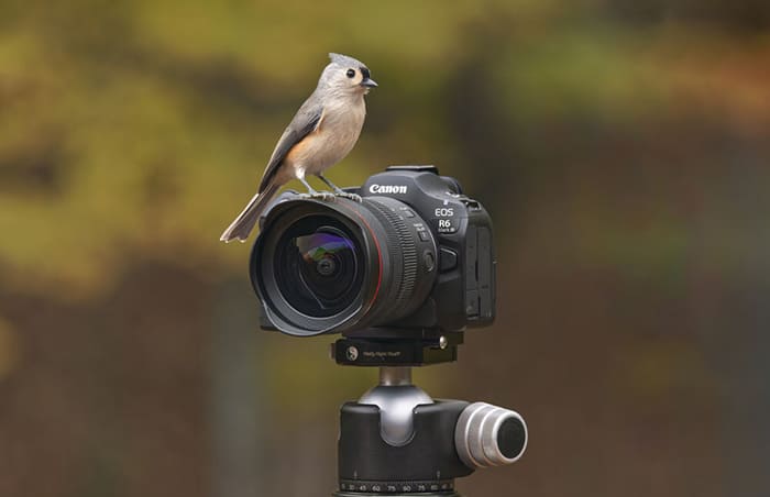 Canon R6 Mark III được thiết kế như một cỗ máy “all-arounder” dành cho các nhà sáng tạo chuyên nghiệp