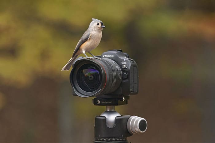 Cảm biến Full Frame 32.5MP của Canon R6 Mark III mang đến hình ảnh sắc nét với chi tiết vượt trội và dải động rộng