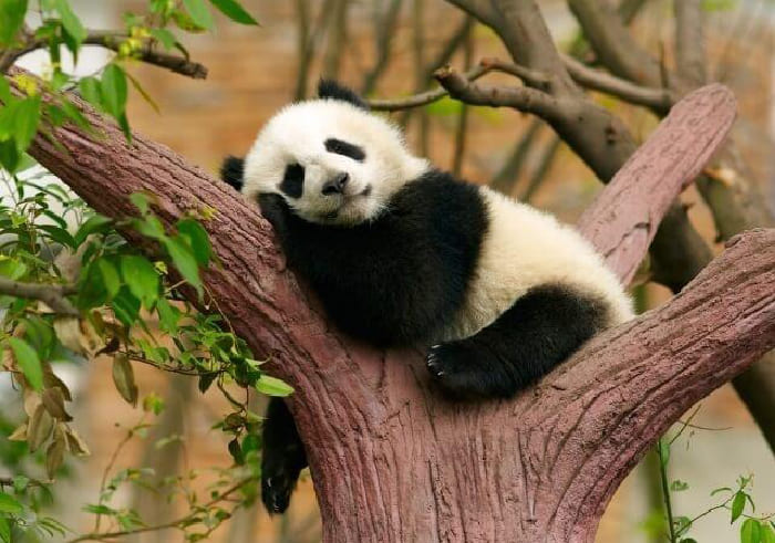 Khi con vật nghỉ ngơi hoặc di chuyển trên mặt đất, việc hạ thấp cơ thể ngang tầm mắt giúp bạn ghi lại các biểu cảm tự nhiên