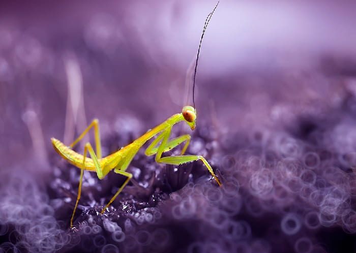 Một ưu điểm lớn của macro là bạn không cần phải di chuyển nhiều để tìm cảm hứng