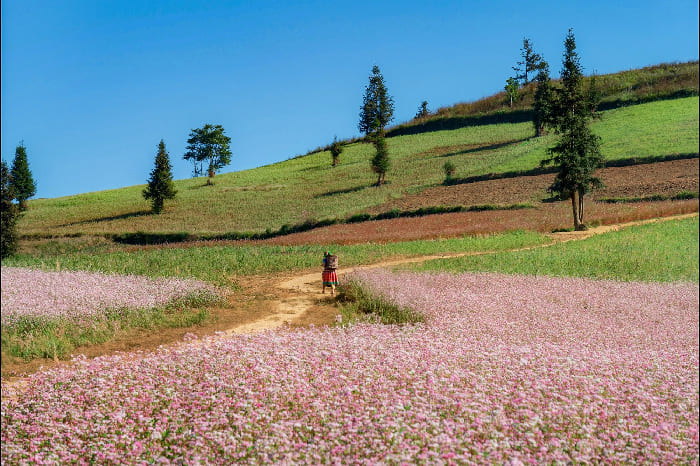 Thảo nguyên Suôi Thầu được ví như “Thụy Sĩ giữa lòng Hà Giang” nhờ những triền cỏ trải dài liên tục