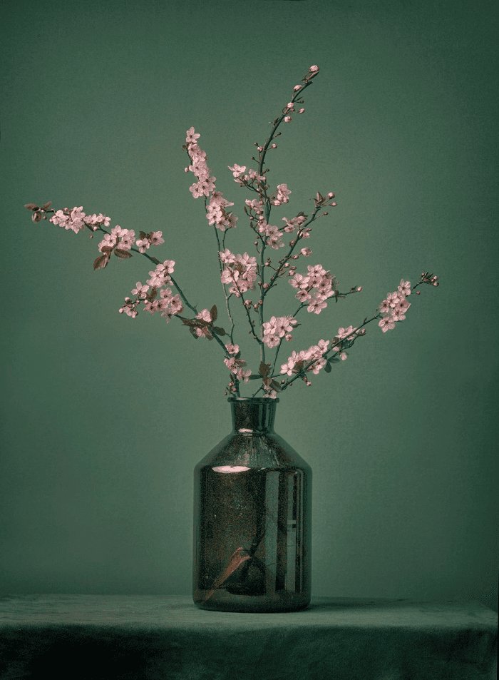 Still life photography được xem là môi trường lý tưởng để học về ánh sáng và bố cục