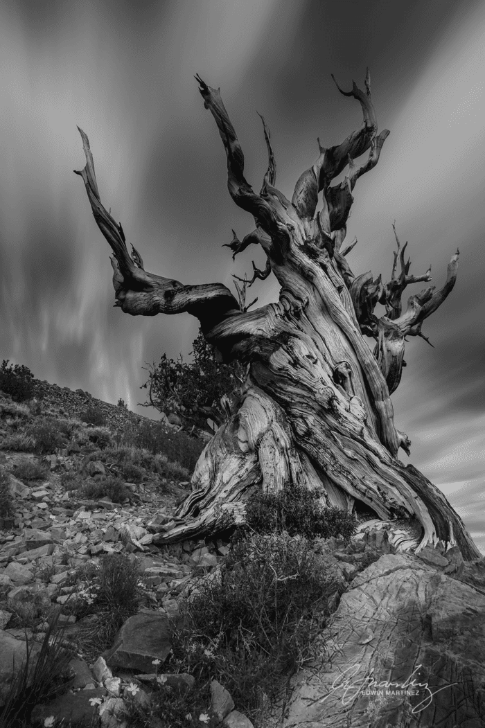 Canon EOS 5D Mark III, EF16-35mm f/4L IS USM lens, f/16, 16mm, 180sec, ISO50 Rừng thông nón gai cổ, California, Mỹ