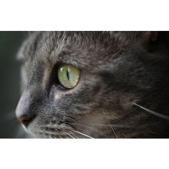 Nikon-DX-MC-35mm-F1-7-8